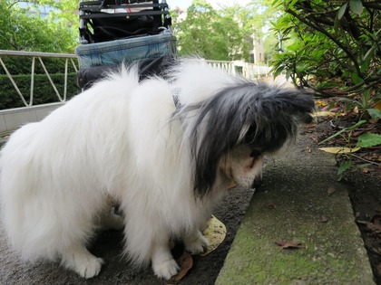 2014(H26)-9-25 ロビンだって筋トレ (12)