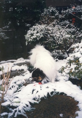 1998-1-8 初雪 (1才2カ月)02