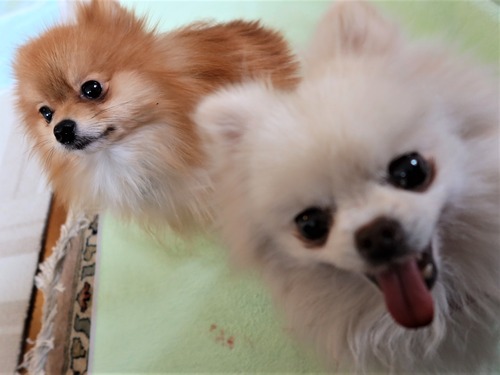 2021(R3)-2-15 苺love (13)