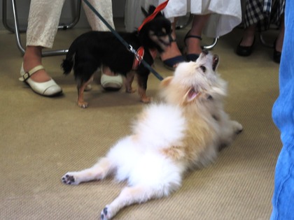 2016(H28)-7-16 ��17��Τ�Ʋ���� (1)