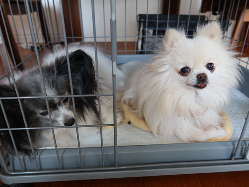 2021(R3)-4-20 ルナの変貌 (1)