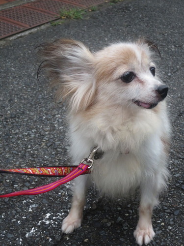 2020(R2)-9-20 ½Ñ¸å¤Î¤ª»¶Êâ (5)