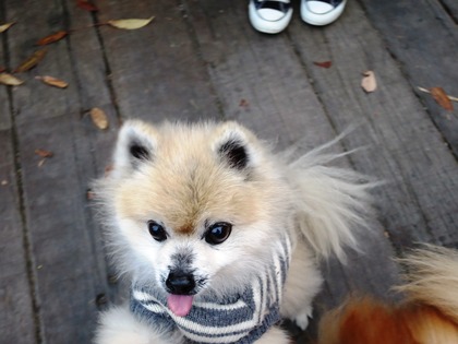 2013-12-8 田奈ラン(ケイトプチオフ会) (81)