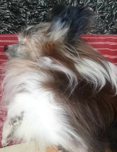 2019(R1)-10-4 正式譲渡申し出