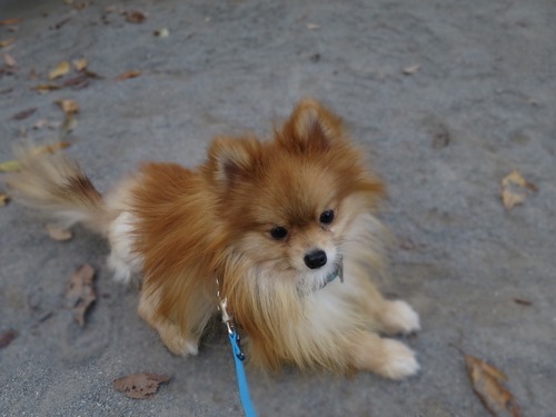 2020(R2)-11-17 公園散歩 (19)