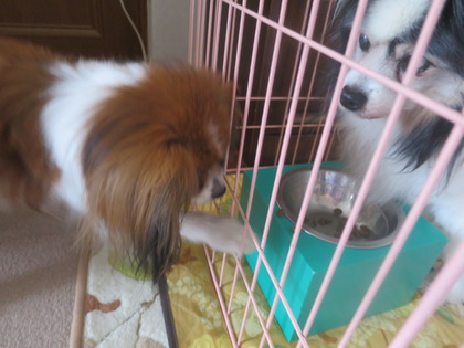 2014(H26)-6-19 フィオもチョイチョイ (5)