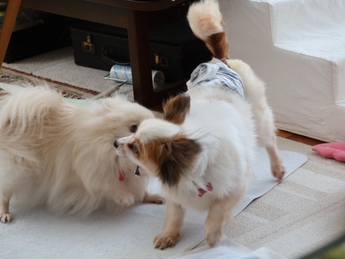 2021(R3)-5-7 ミルキー vs ボニーのワンプロ (7)