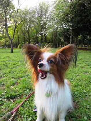 2016(H28)-4-17 代々木公園 (23)