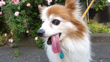 ムーたん&バラ 130509 (2)