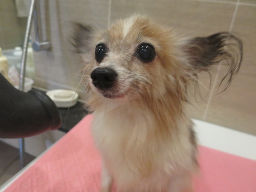 2020(R2)-9-6 ¥·¥ã¥ó¥×¡¼ (3)