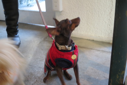 2016(H28)-12-10 第23回里親会・白金台 (28)