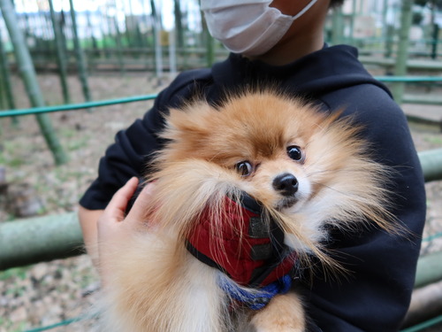 2020(R3)-3-9 すずめのお宿へ (26)