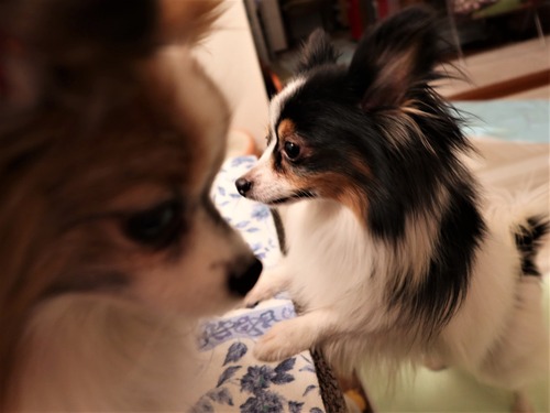 2021(R3)-3-14 トムとミルチャとルナハルと (7)