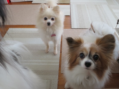 ���쥯������̲�긤 2019(R1)-12-15 (5)