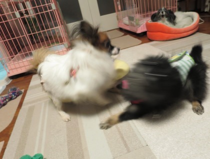 2017(H29)-11-10 �ɥ��Х���3Ƭ (17)