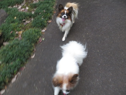 2017(H29)-11-5 �Ƥ��륭���ǥ� �����ã (88)