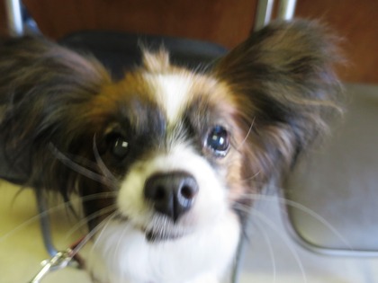 2018(H30)-3-17 第38回里親会巣鴨 (41)