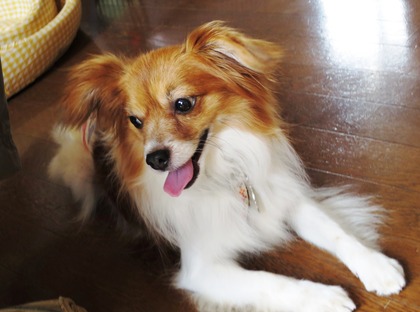 2018(H30)-7-21 ニッキのお届け (7)