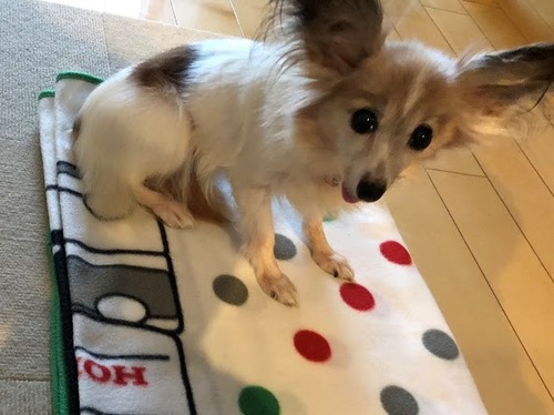 2020(R2)-10-10 お気に入りの毛布