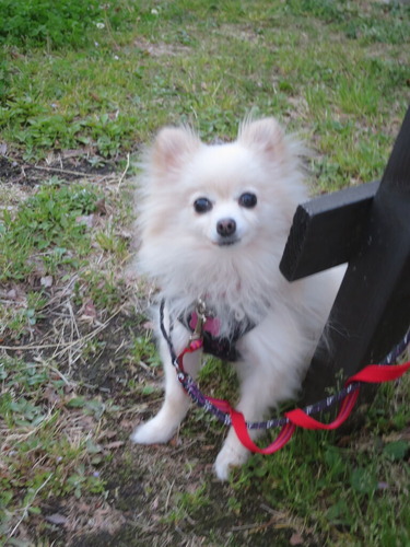 2020(R2)-4-19 パーシモン公園 (23)