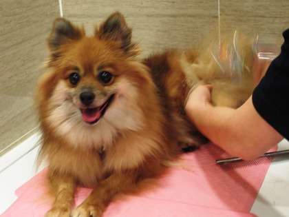 2018(H30)-12-24 ディアが生まれ変わった日 (25)