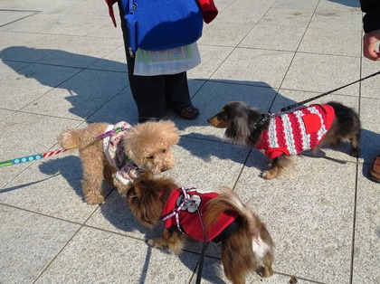 2015-2-11 ����ǰ���ν��ޤ��� (20)