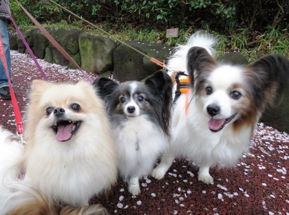 207(H29)-4-8 霞か雲か東工大へ (50)