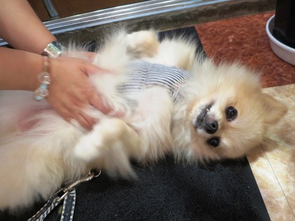 2016(H28)-9-26 ���顢���襤���� (3)