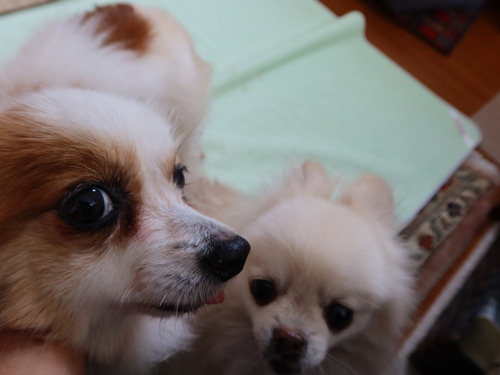 2021(R3)-5-6 ボニーも仲間入り (9)