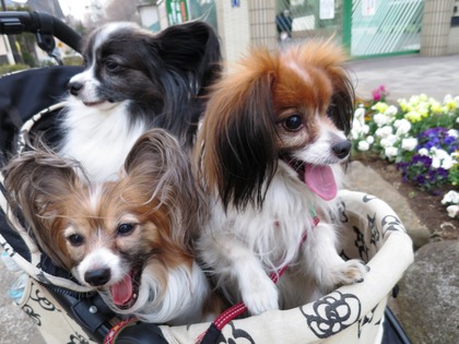 2014-3-17 春は強風 (39)