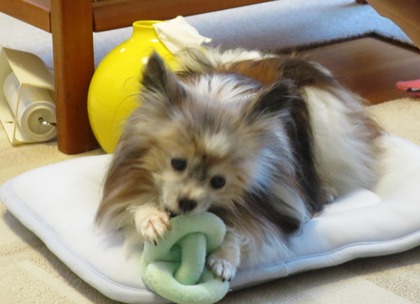 2019(R1)-7-12 ͳ²ÃΤ¤µ¤ó¤ÈÍ·¤Ö (11)