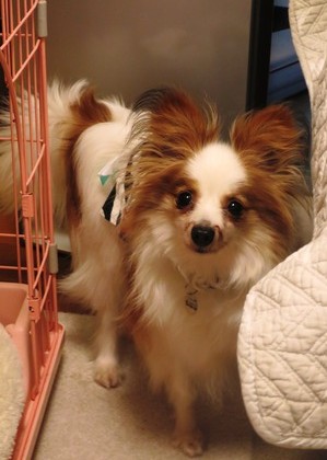 2019(H31)-3-7 ӥӥΥե (2) - ԡ