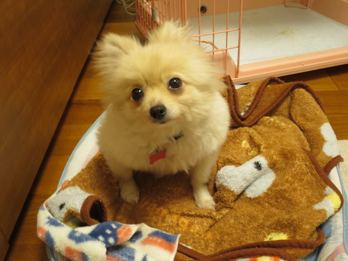 Ƭ 2019(R1)-11-24 (6)