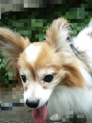 BlogPaint