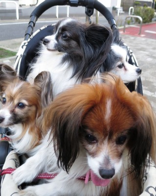 2014-3-17 春は強風 (41)