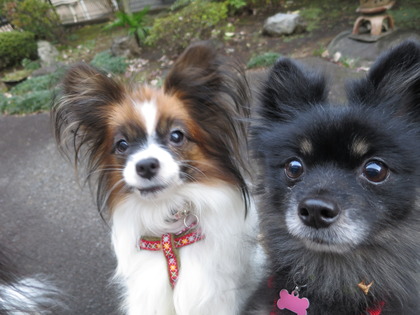 2017(H29)-11-5 �Ƥ��륭���ǥ� �����ã (45)