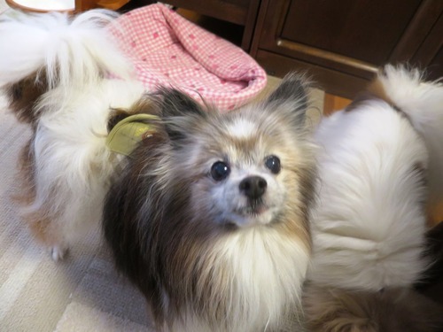 2019(R1)-7-20 �嵐������������ޥޤΥ���Ĥ��� (10)