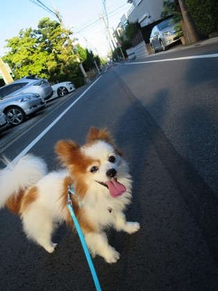 2017(H29)-8-9 ËÜÆü37¡îͽÁÛ¤ÎÁáÄ« (20)