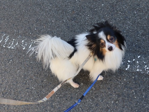 2021(R3)-3-14 トムのお見合い (18)