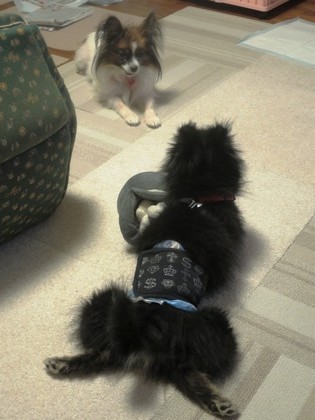 2017(H29)-11-16 ������ֱ�ư�� (19)