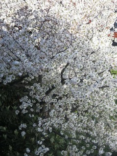 ʿ���Ǹ塢�ǥ����ʽ�ǯ������