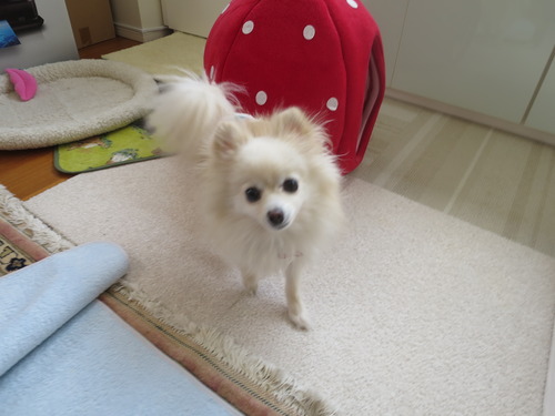 2020(R2)-4-16 オヤツの為なら近づきます (2)