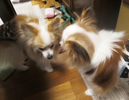 2019(H31)-3-7 歩夢 vs スフィン (6)