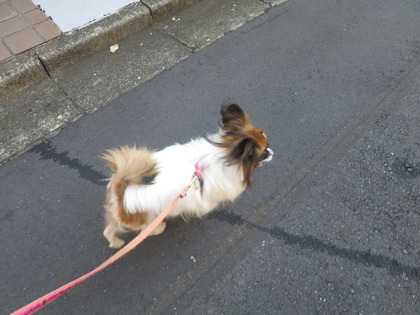 2017(H29)-11-7 ��������ī��4��󥳤Ȼ�ǰ����  (5)