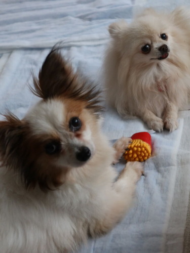 2021(R3)-5-5 ボニー、そろそろ (5)