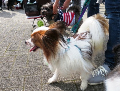 2016(H28)-4-16 代々木公園わんわんカーニバル (6)