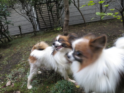 2017(H29)-11-5 �Ƥ��륭���ǥ� �����ã (24)