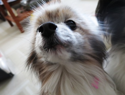 2019(R1)-5-16 ӤϤΤӤǤ⥪Ĥϡ (9)