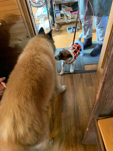 2021(R3)-2-1 ベルジャンタービュレン