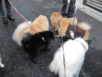 ポメ散歩 4